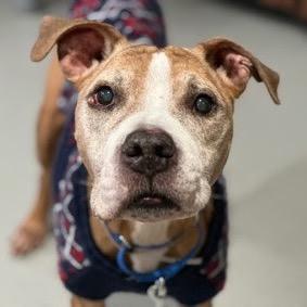 Enlarge Arthur, a Adoptable Boxer in Jersey City, NJ image 2/6