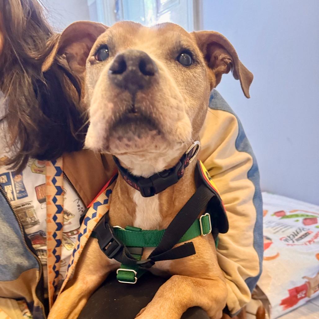 Enlarge Arthur, a Adoptable Boxer in Jersey City, NJ image 3/6