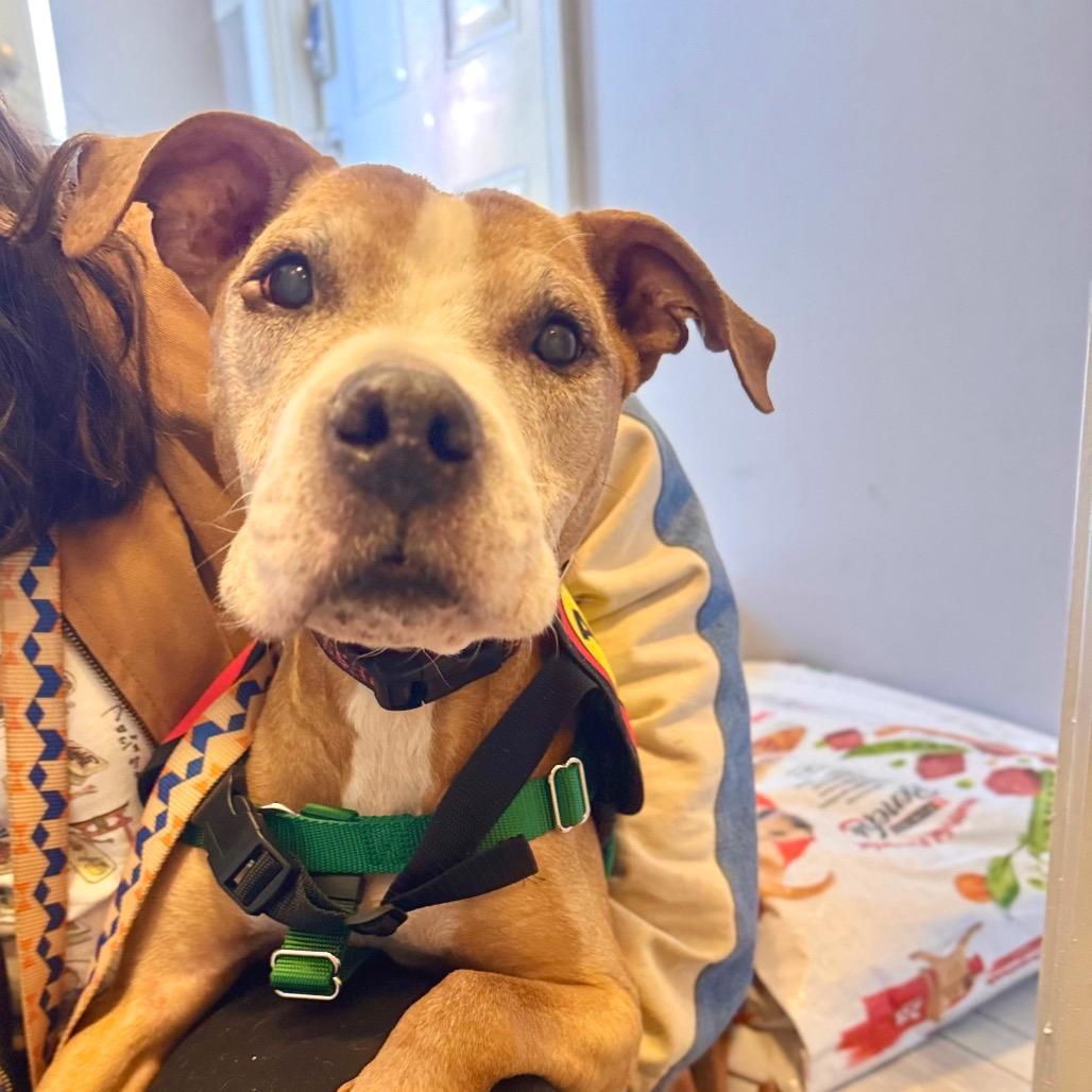 Enlarge Arthur, a Adoptable Boxer in Jersey City, NJ image 5/6