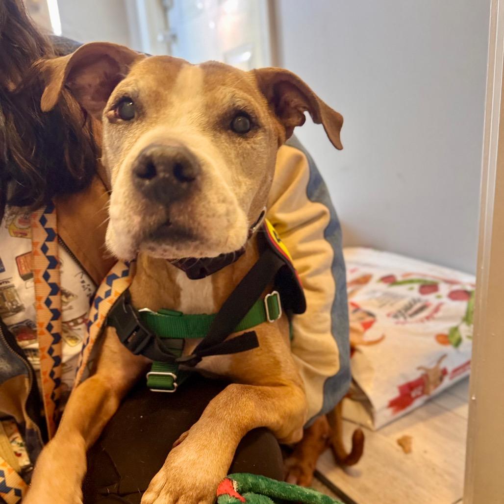 Enlarge Arthur, a Adoptable Boxer in Jersey City, NJ image 5/6