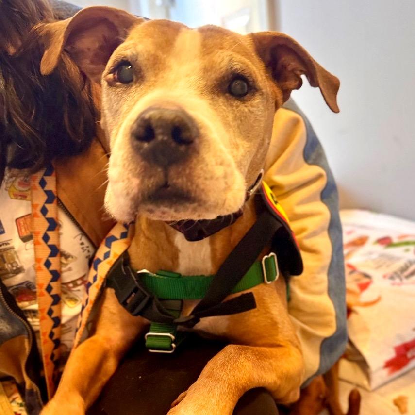 Enlarge Arthur, a Adoptable Boxer in Jersey City, NJ image 6/6