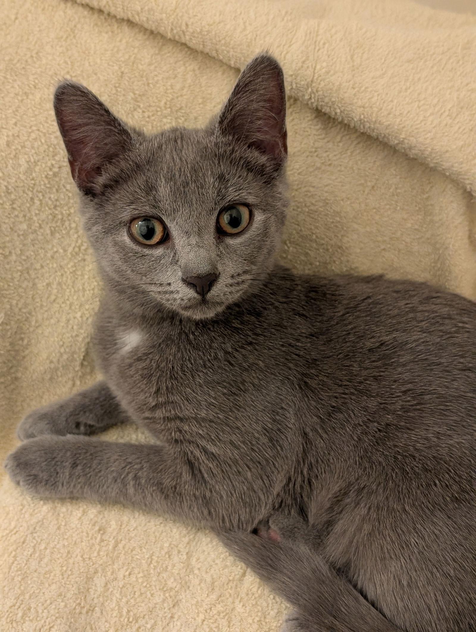 Roo M, Adoptable, Young Female Domestic Short Hair.