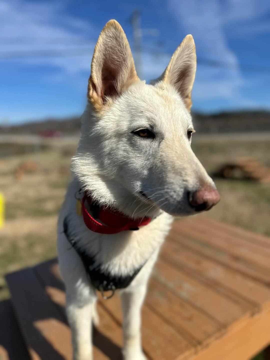 Trent. **NEW**, Adult Male Husky