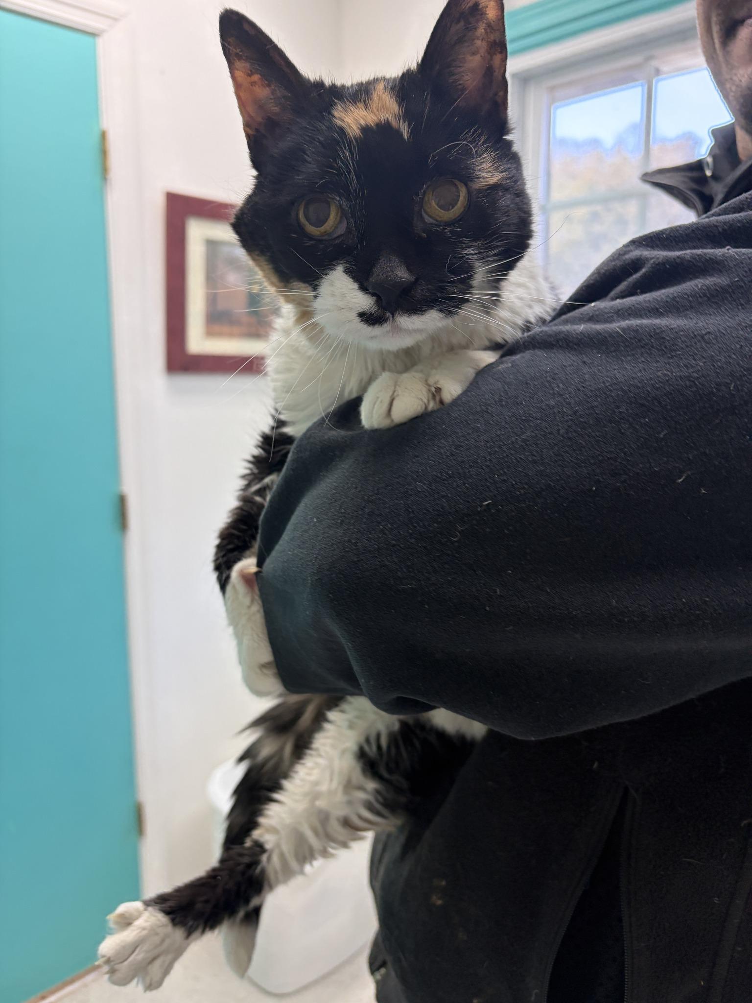 Kibbler, a ADOPTABLE Domestic Short Hair in Floyd, VA image 2/3