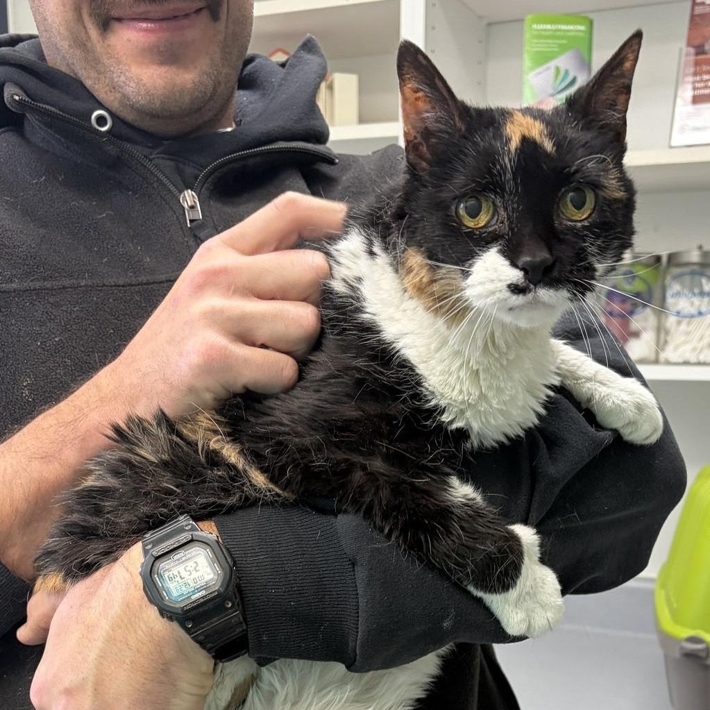 Kibbler, a ADOPTABLE Domestic Short Hair in Floyd, VA image 1/3