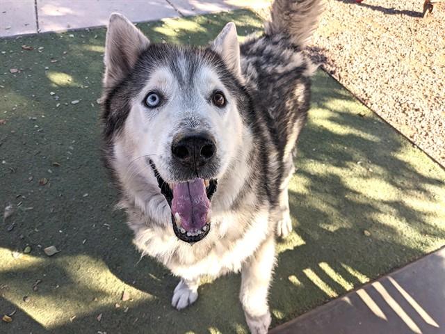 FITZY, Adoptable, Senior Male Siberian Husky.