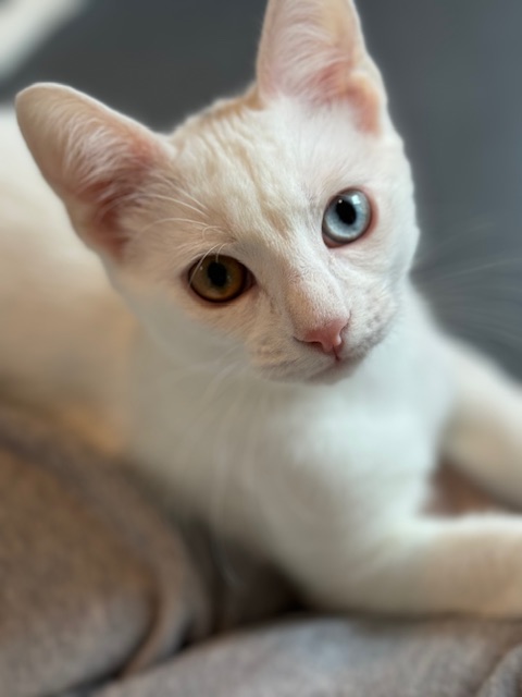 Enlarge Parker, a Adopted Domestic Short Hair in Newburgh, NY image 1/2