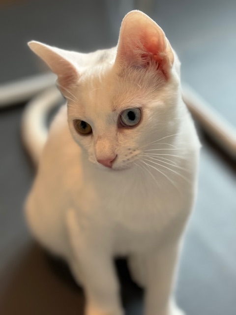 Enlarge Parker, a Adopted Domestic Short Hair in Newburgh, NY image 2/2