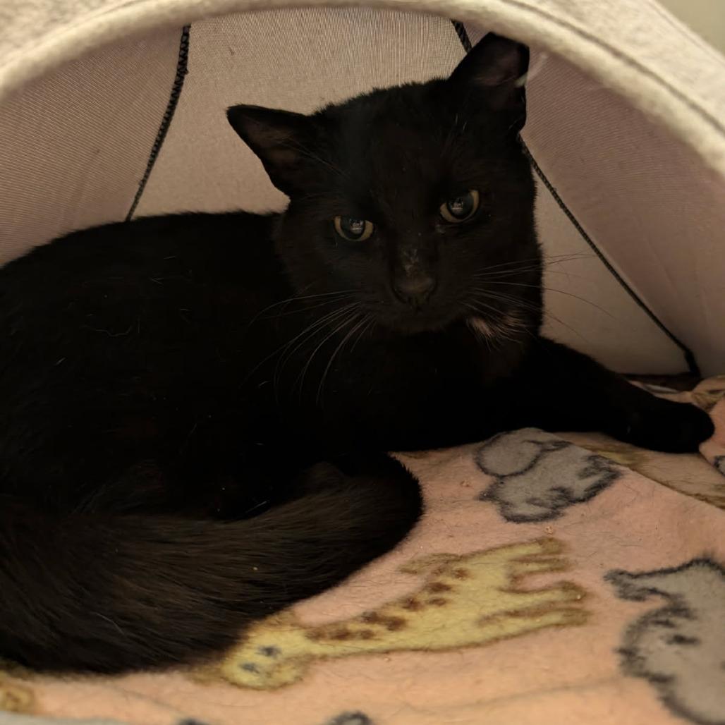 Enlarge Henry, a Adoptable Domestic Short Hair in Lions Bay, BC image 1/1