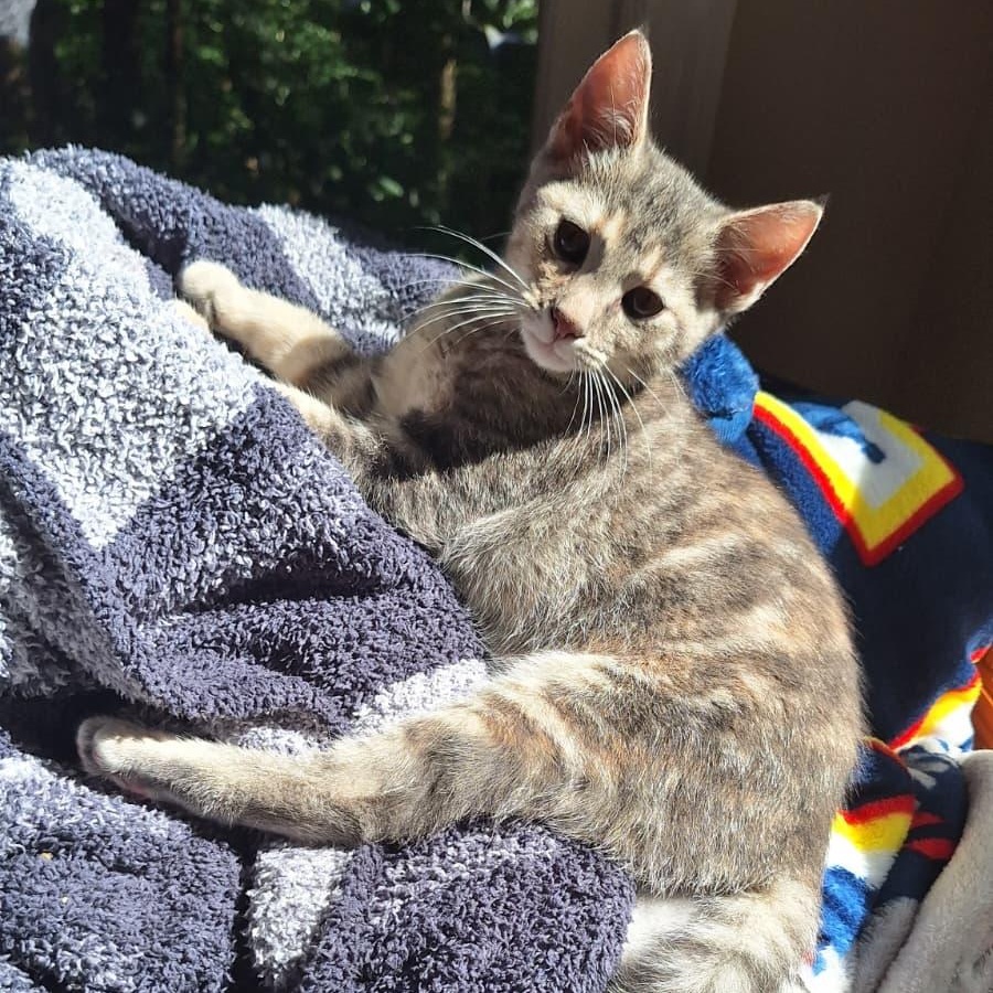 Messy (bonded with Shady), Adoptable, Kitten Female Dilute Tortoiseshell.