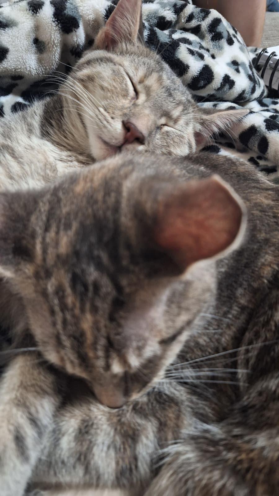 Enlarge Messy (bonded with Shady), a Adoptable Dilute Tortoiseshell in Cumming, GA image 4/5