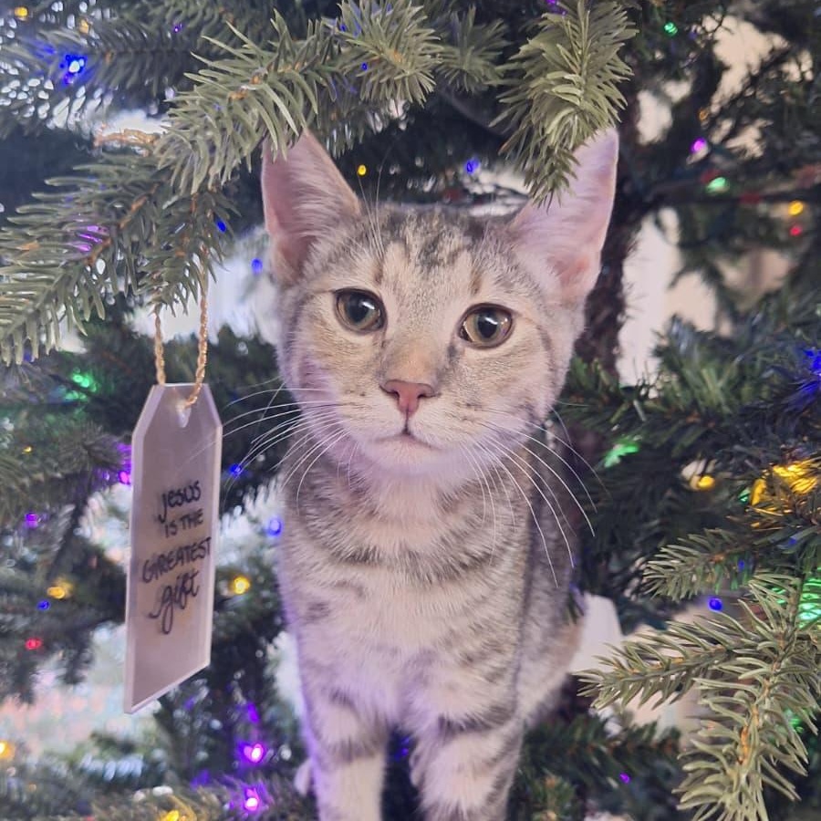 Enlarge Messy (bonded with Shady), a Adoptable Dilute Tortoiseshell in Cumming, GA image 5/5