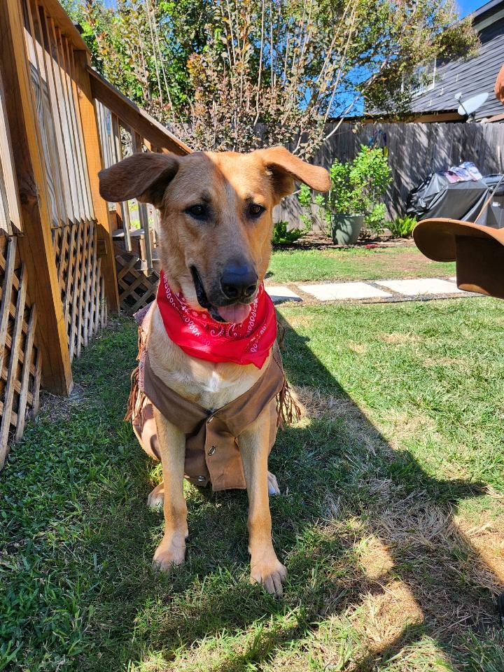 Kooper, a Adoptable mixed breed in Houston, TX image 3/6