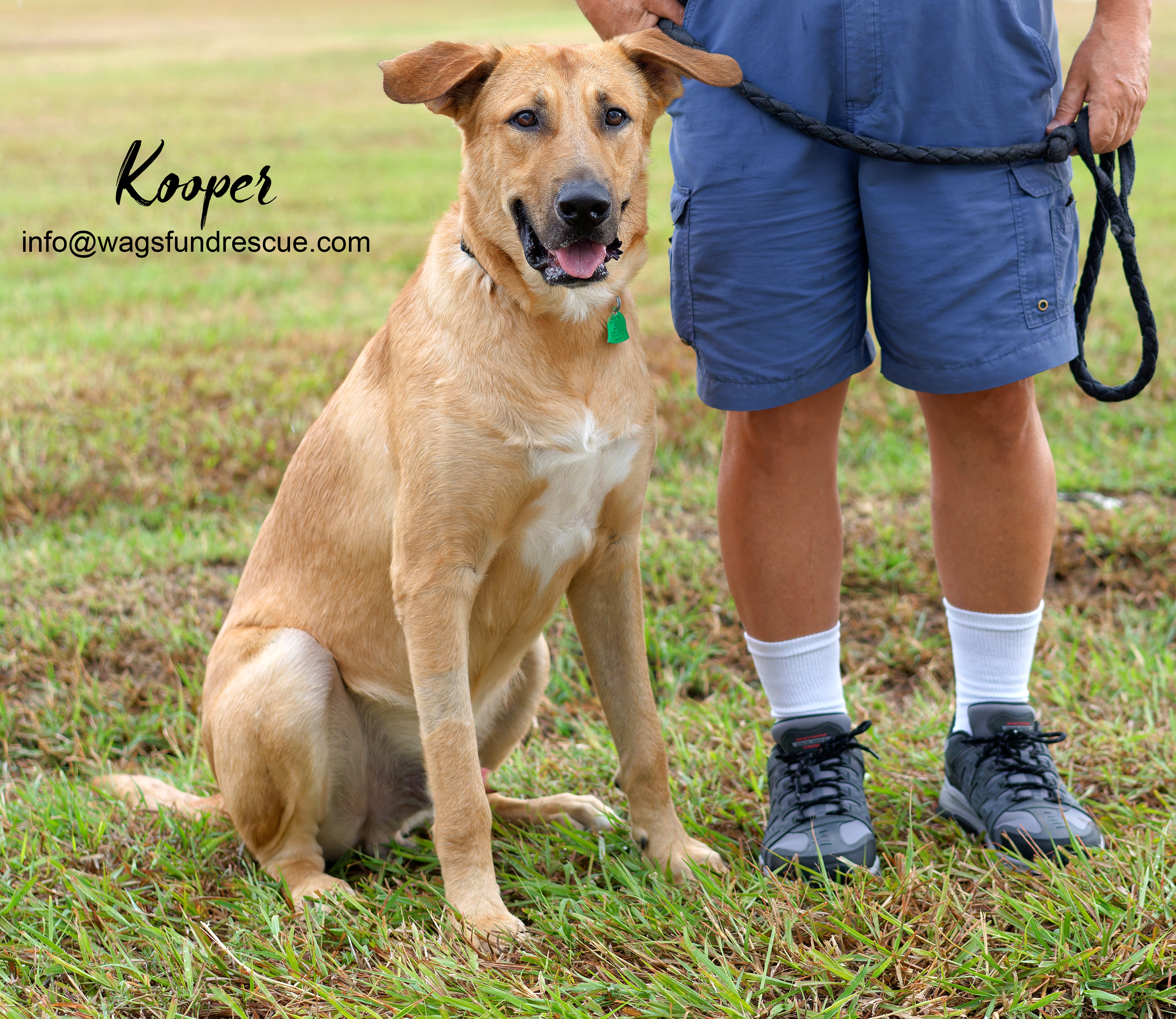 Kooper, a Adoptable mixed breed in Houston, TX image 4/6