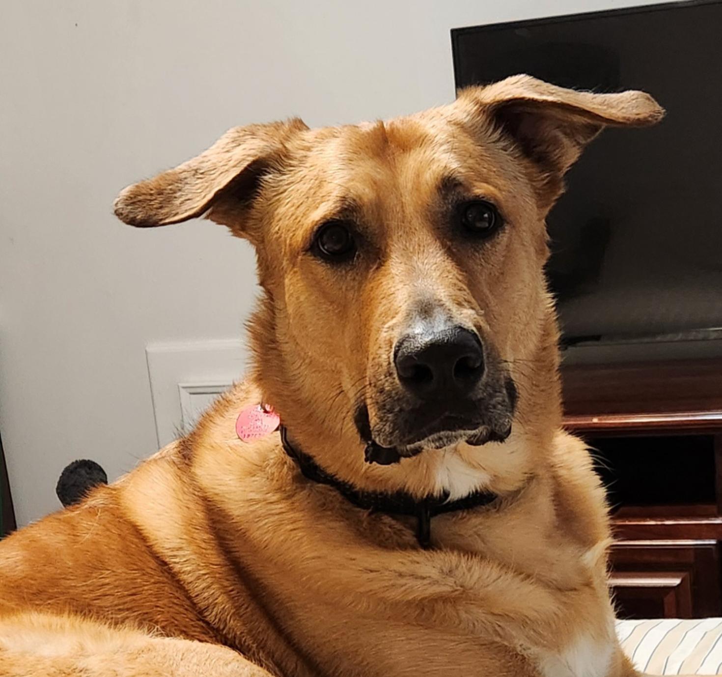 Kooper, Adoptable, Adult Male Anatolian Shepherd & Great Dane.