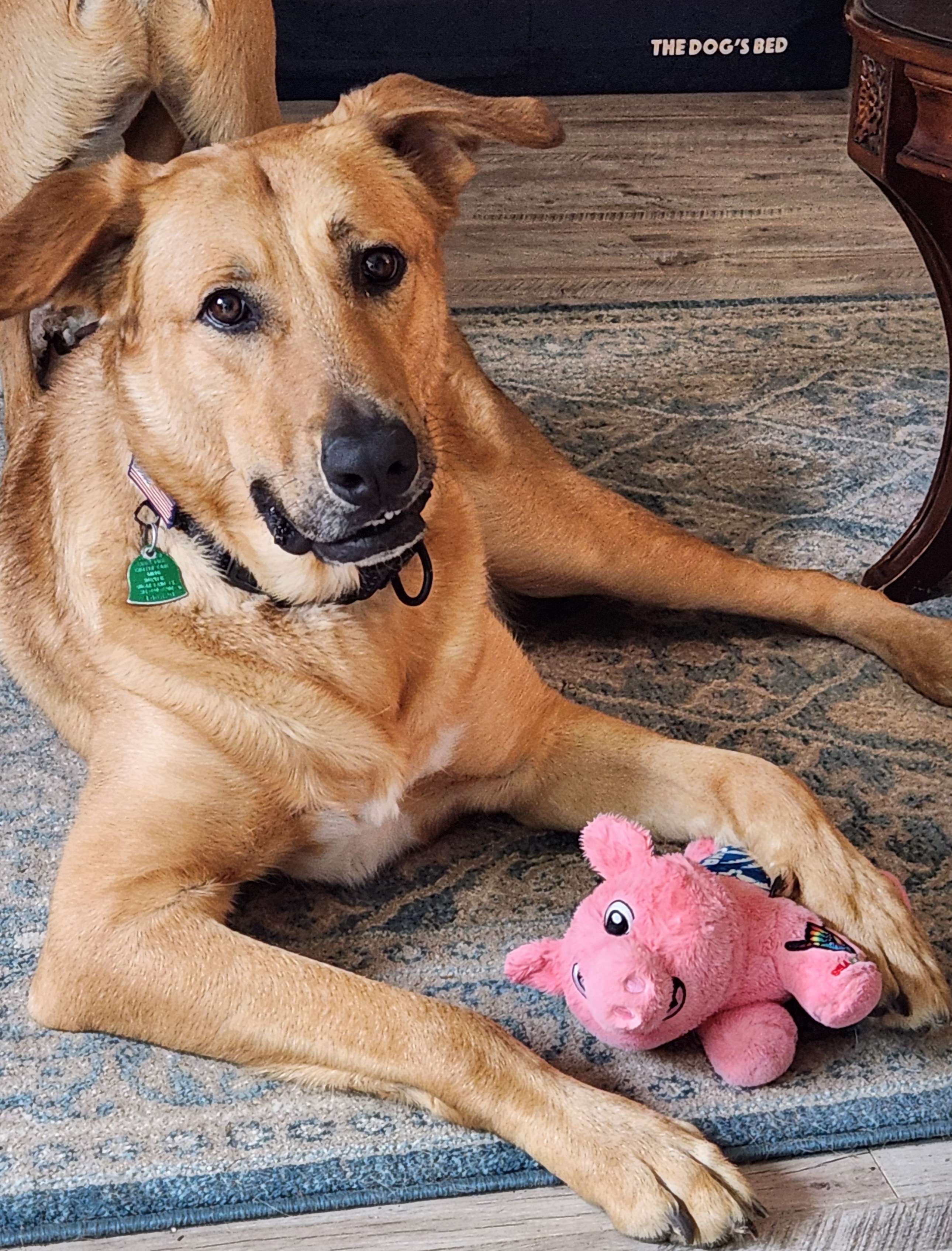 Kooper, a Adoptable mixed breed in Houston, TX image 2/6