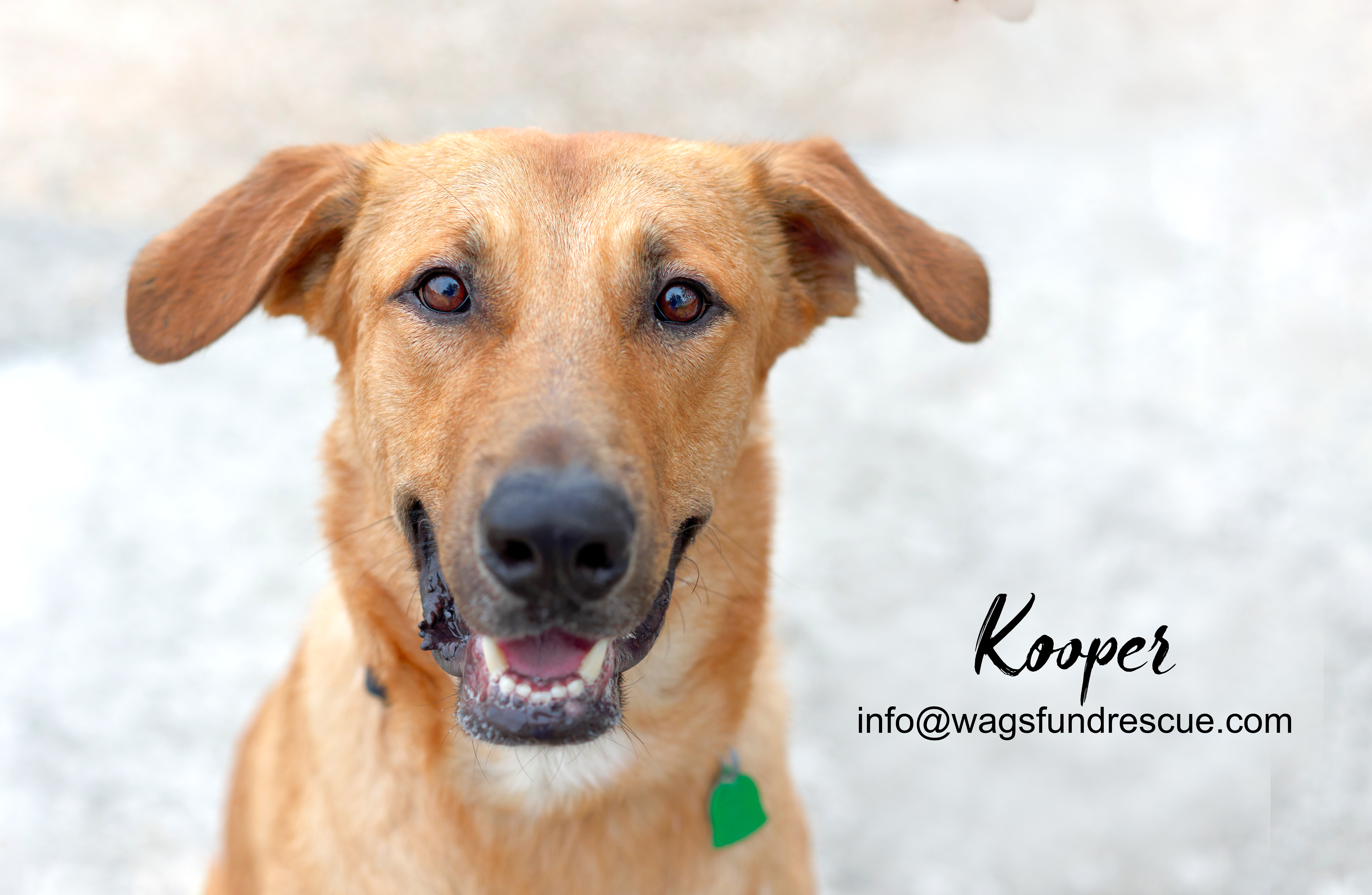 Kooper, a Adoptable mixed breed in Houston, TX image 5/6