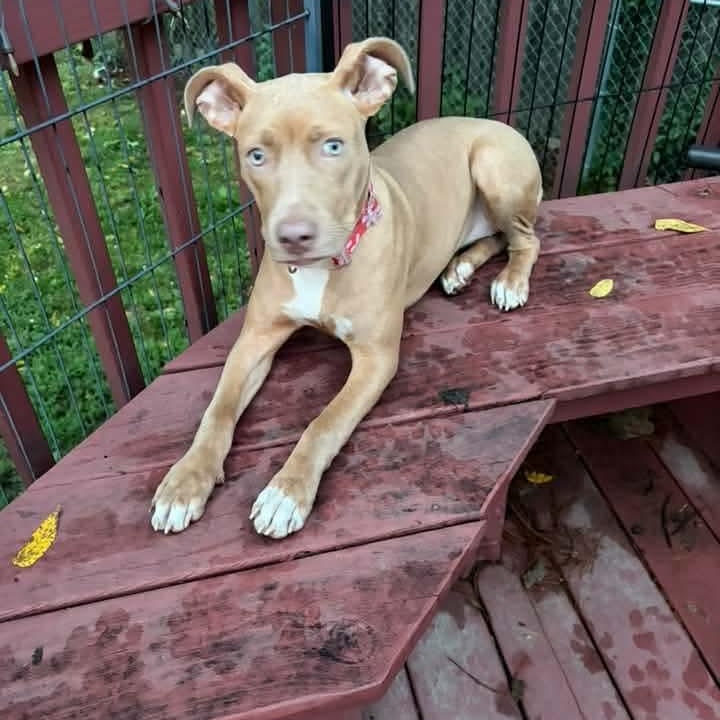 Enlarge Tanna, a Adoptable mixed breed in East Peoria, IL image 4/4