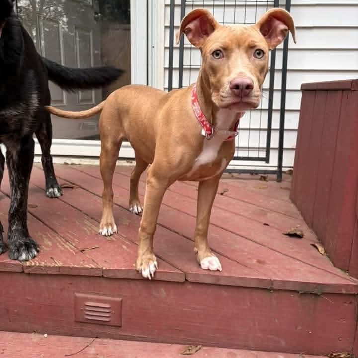 Enlarge Tanna, a Adoptable mixed breed in East Peoria, IL image 2/4