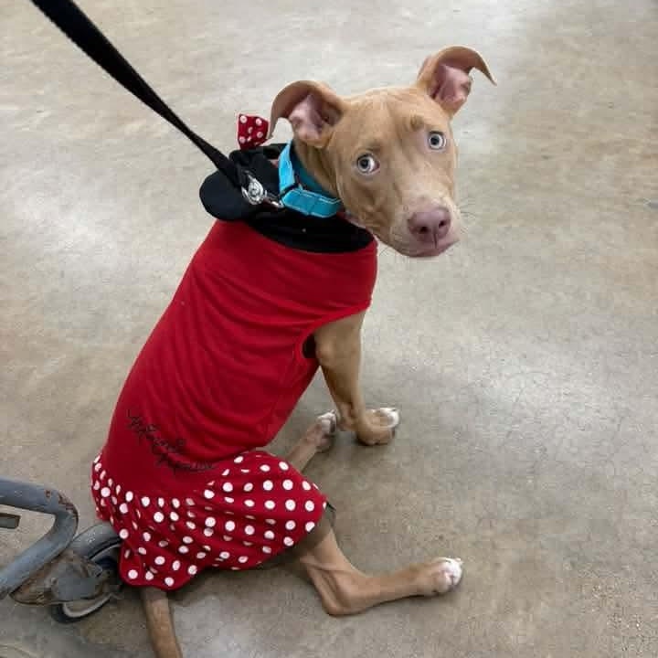 Tanna, Adoptable, Puppy Female Pit Bull Terrier.