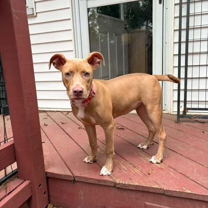 Enlarge Tanna, a Adoptable mixed breed in East Peoria, IL image 3/4