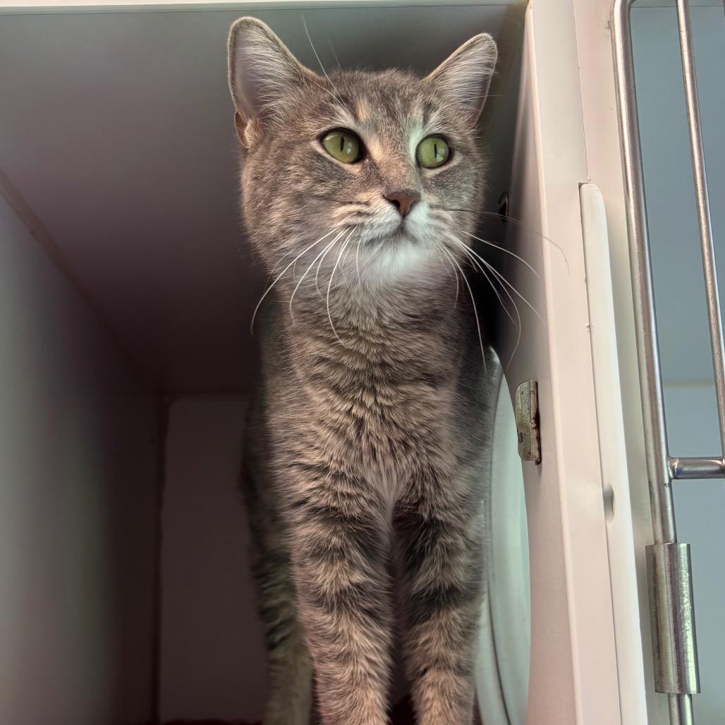 Jezebel - In Foster to Adopt, Adoptable, Young Female Domestic Short Hair.