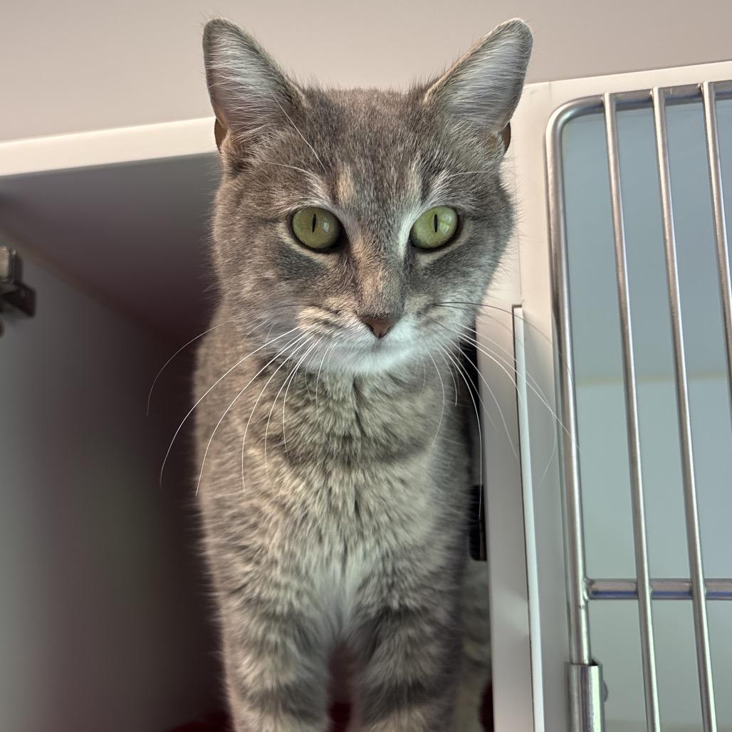 Jezebel - In Foster to Adopt, a Adoptable Domestic Short Hair in Naperville, IL image 2/2