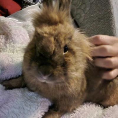Benedict -Benny, Adoptable, Adult Male Lionhead & Rex.