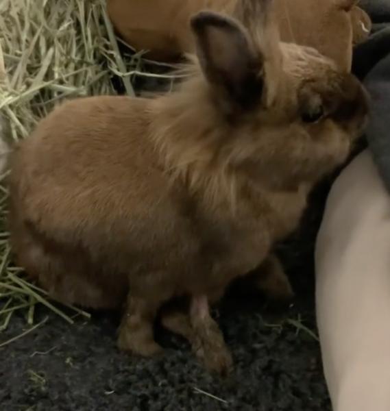 Benedict -Benny, Adoptable, Adult Male Lionhead & Rex.