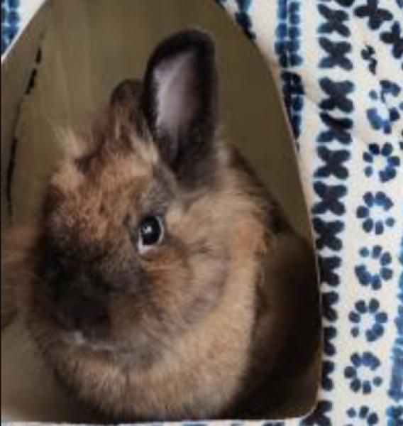 Enlarge Benedict -Benny, a Adoptable mixed breed in Kalamazoo, MI image 2/3