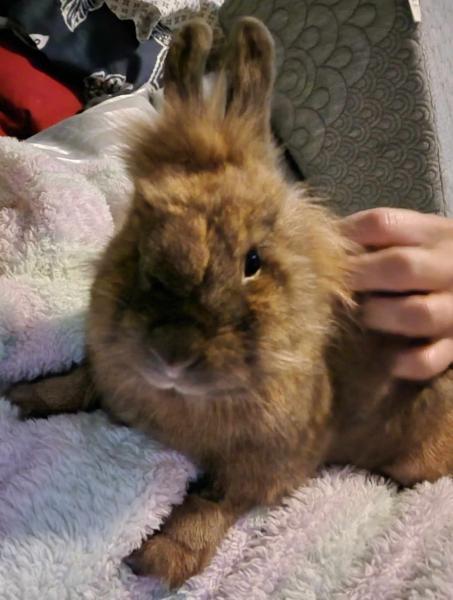 Enlarge Benedict -Benny, a Adoptable mixed breed in Kalamazoo, MI image 3/3