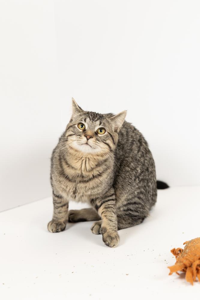 Kurtis , an adopted Domestic Short Hair in Blair, NE image 2/2