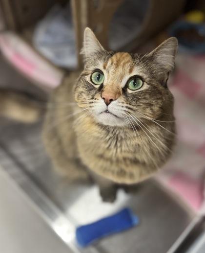 Enlarge Elsa, a Adoptable mixed breed in Missoula, MT image 1/3