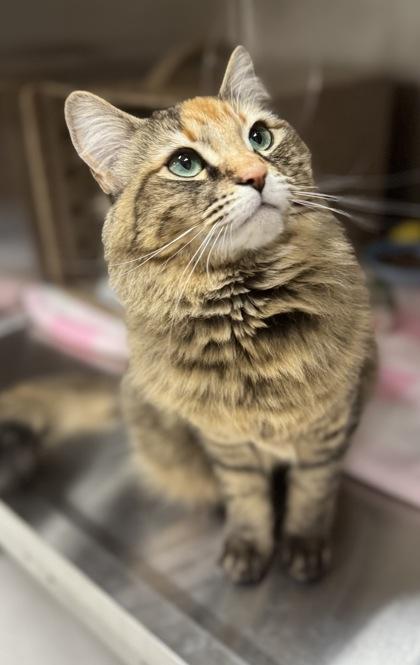 Enlarge Elsa, a Adoptable mixed breed in Missoula, MT image 2/3