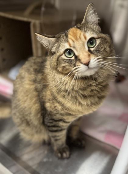 Enlarge Elsa, a Adoptable mixed breed in Missoula, MT image 3/3