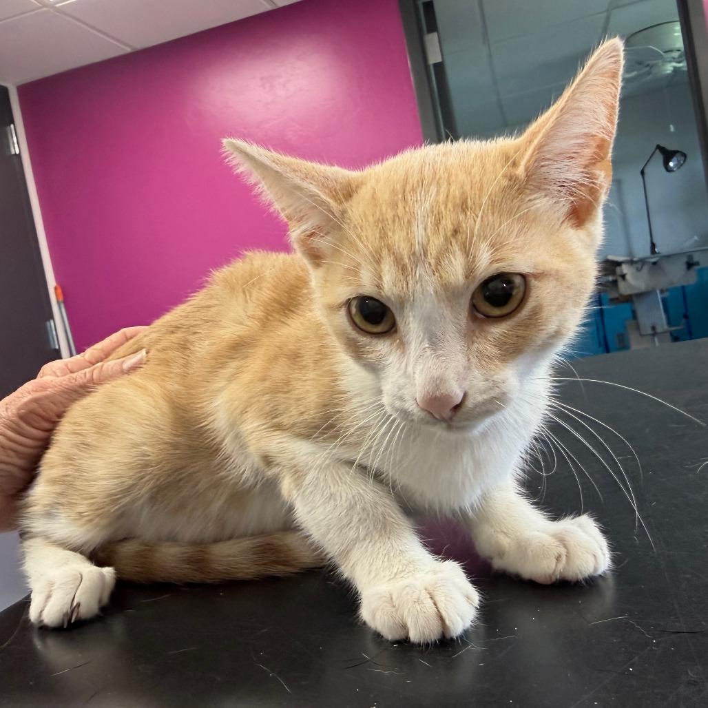 Monroe, Adoptable, Kitten Male Domestic Short Hair.