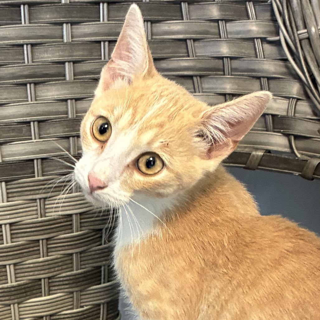 Enlarge Monroe, a Adoptable Domestic Short Hair in Ponca City, OK image 2/2