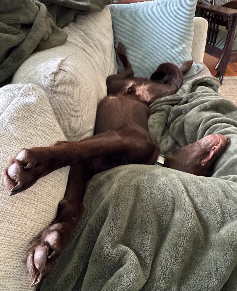 Chip, a Adoptable Chocolate Labrador Retriever in Buckley, WA image 3/6