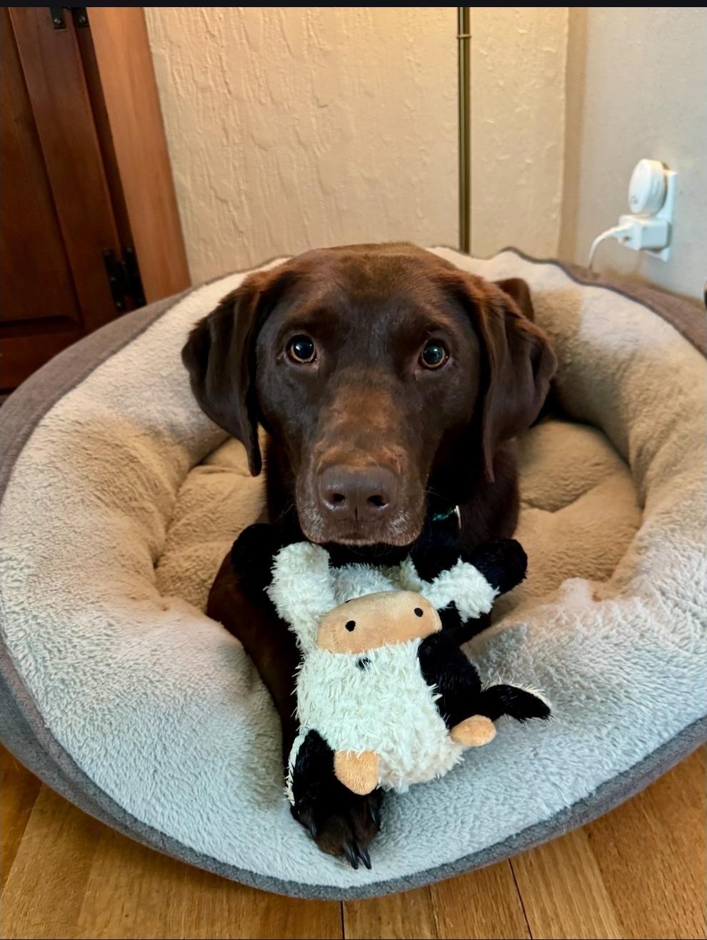 Chip, a Adoptable Chocolate Labrador Retriever in Buckley, WA image 2/6