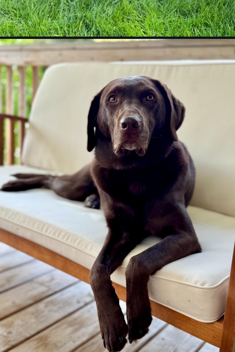 Chip, Adoptable, Adult Male Chocolate Labrador Retriever.