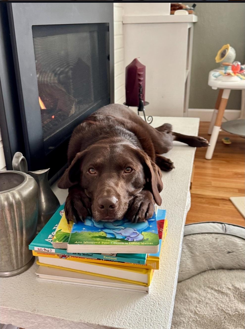 Chip, a Adoptable Chocolate Labrador Retriever in Buckley, WA image 4/6