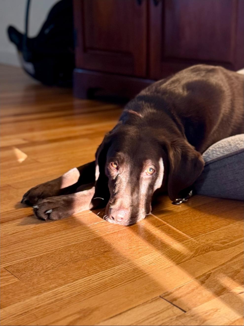 Chip, a Adoptable Chocolate Labrador Retriever in Buckley, WA image 5/6