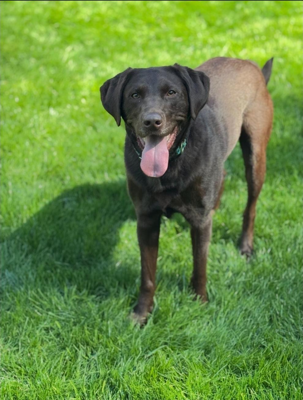 Chip, a Adoptable Chocolate Labrador Retriever in Buckley, WA image 6/6
