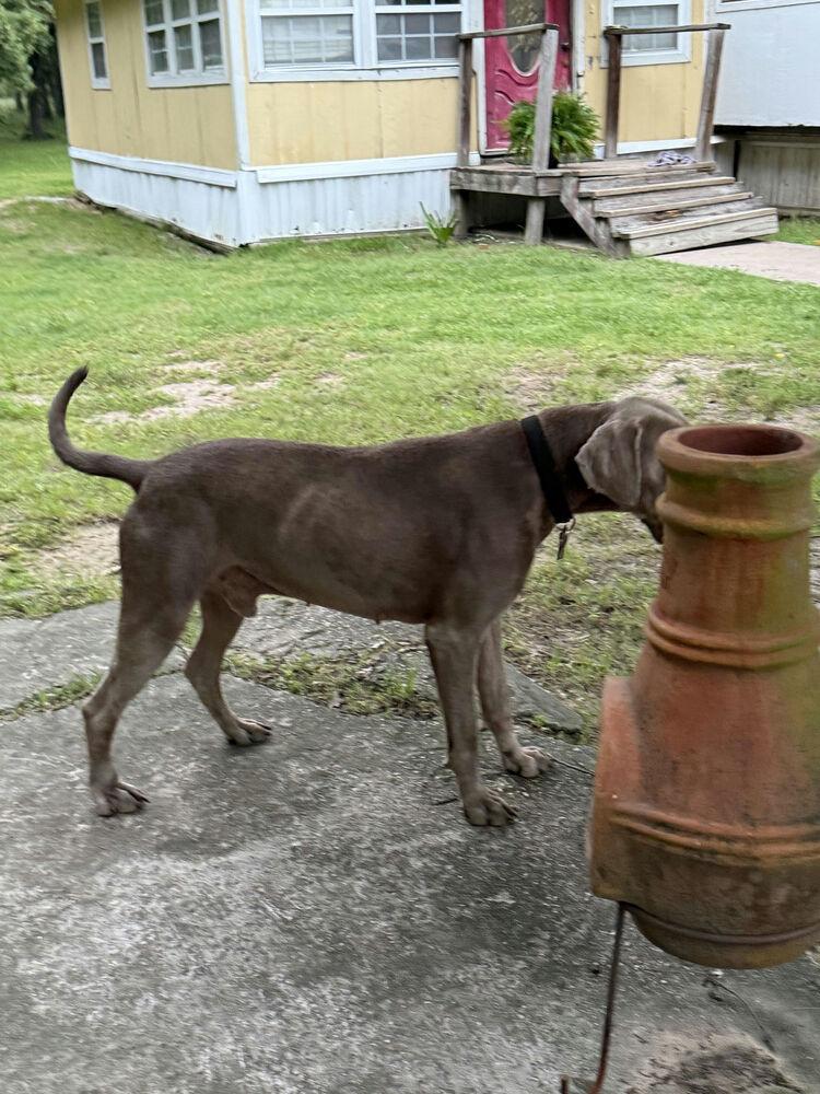 Ringo, Adoptable, Adult Male Weimaraner.