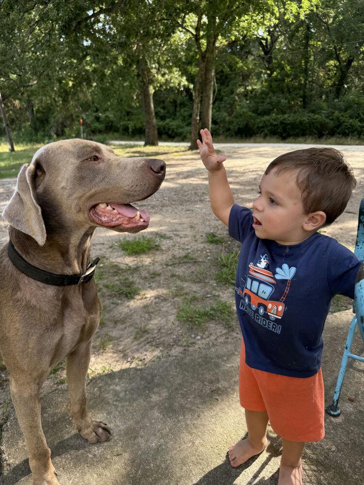 Enlarge Ringo, a Adoptable mixed breed in Dallas, TX image 2/6