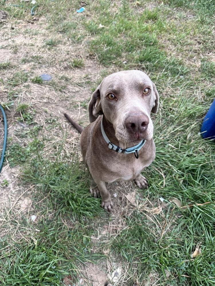 Ringo, Adoptable, Adult Male Weimaraner.