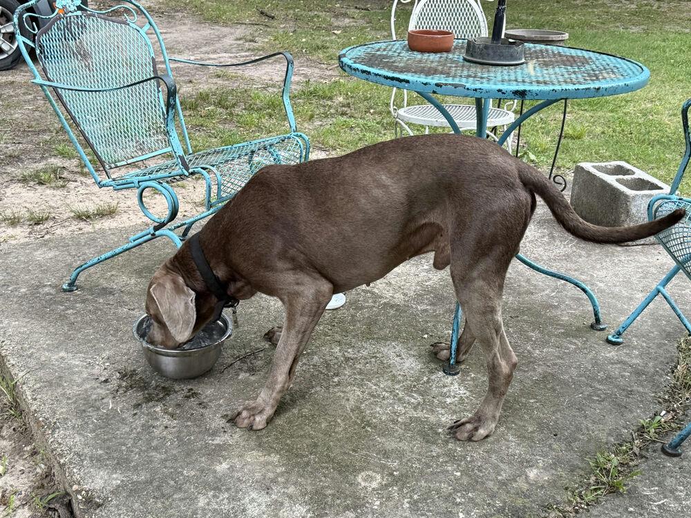 Enlarge Ringo, a Adoptable mixed breed in Dallas, TX image 3/6