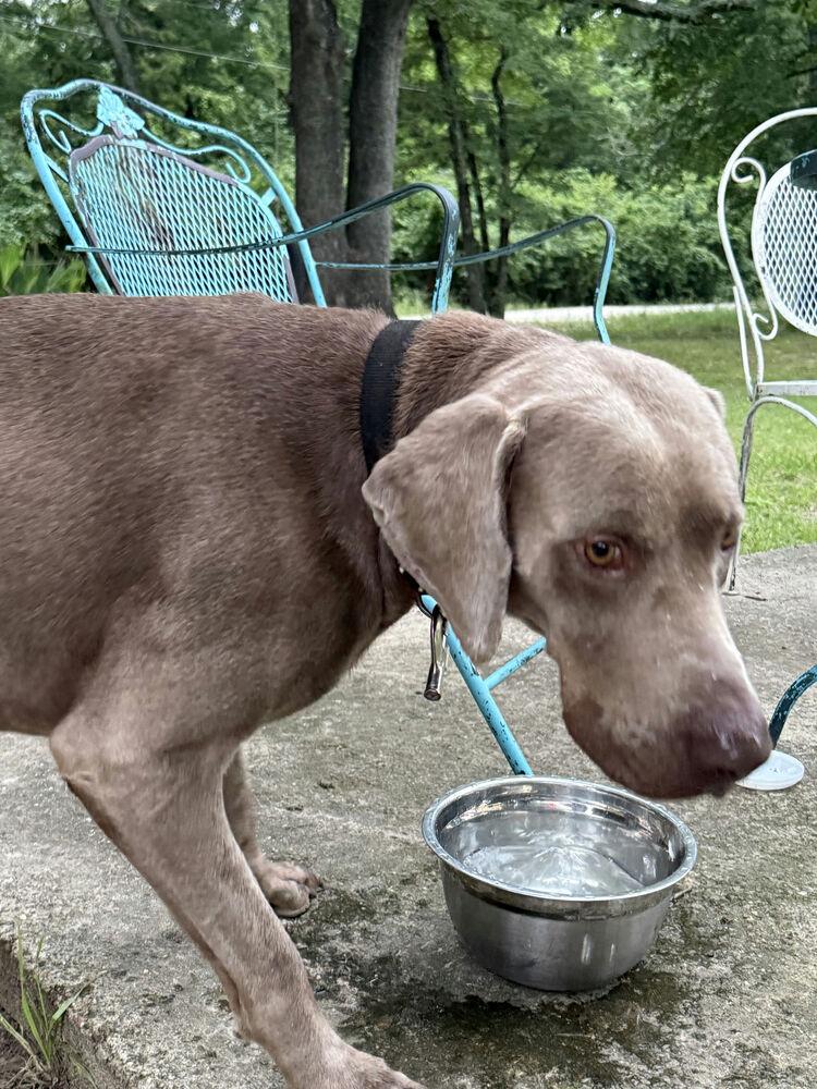 Enlarge Ringo, a Adoptable mixed breed in Dallas, TX image 4/6