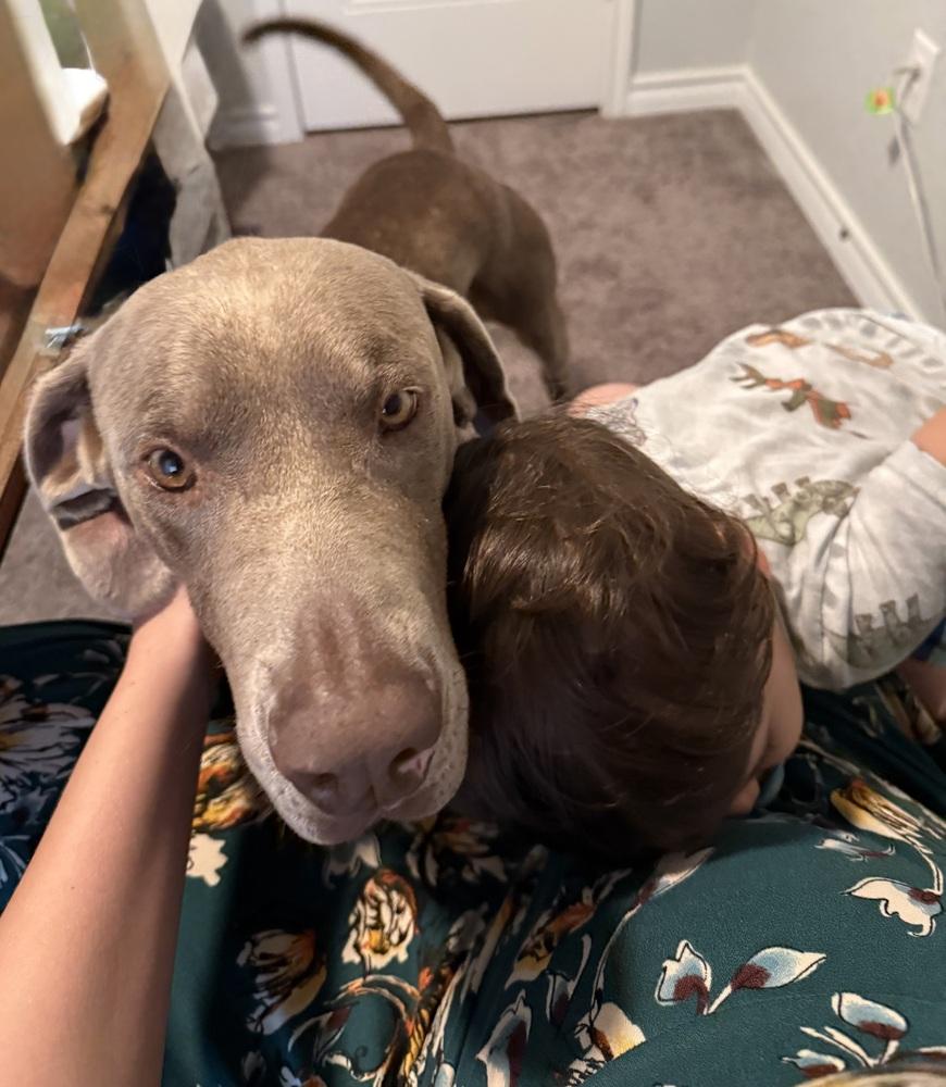 Ringo, Adoptable, Adult Male Weimaraner.