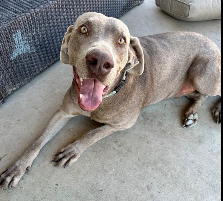 Enlarge Ringo, a Adoptable mixed breed in Dallas, TX image 3/4